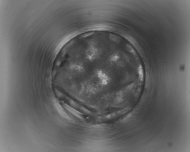 X0000113860850200910151234