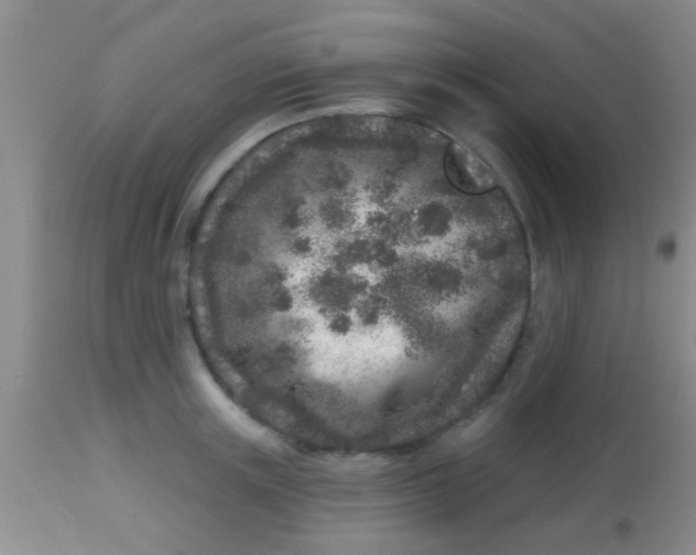 X0000113860851200910151234