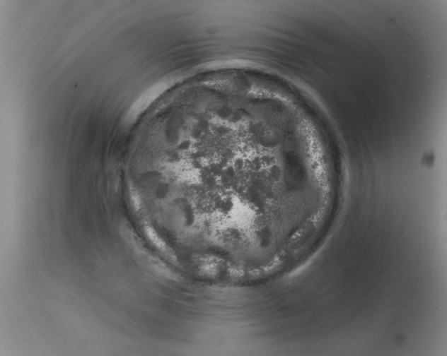 X0000113860921200910151232