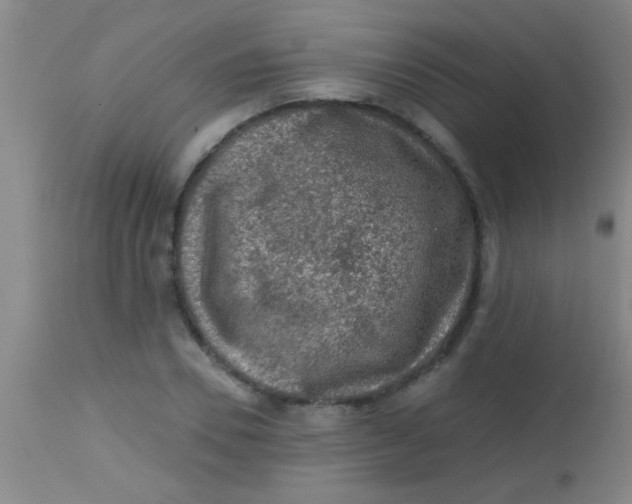 X0000113860930200910151233