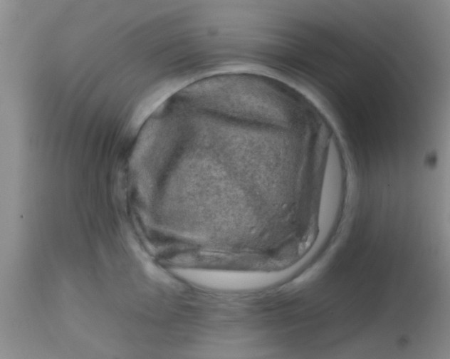 X0000113861001200910151232