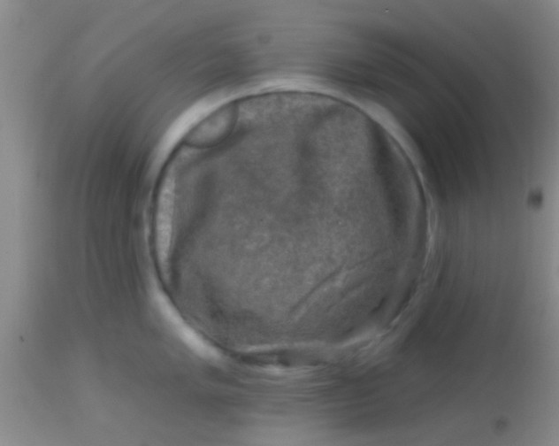 X0000113861005200910151232