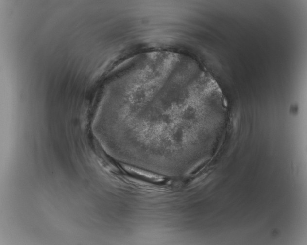 X0000113861012200910151231