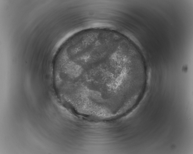 X0000113861021200910151231