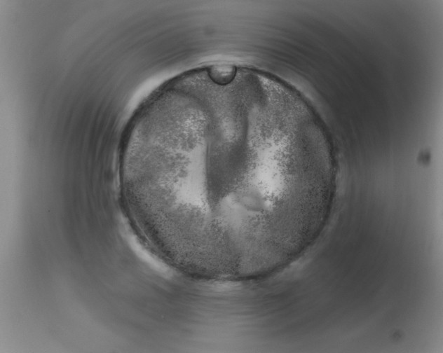 X0000113861030200910151231