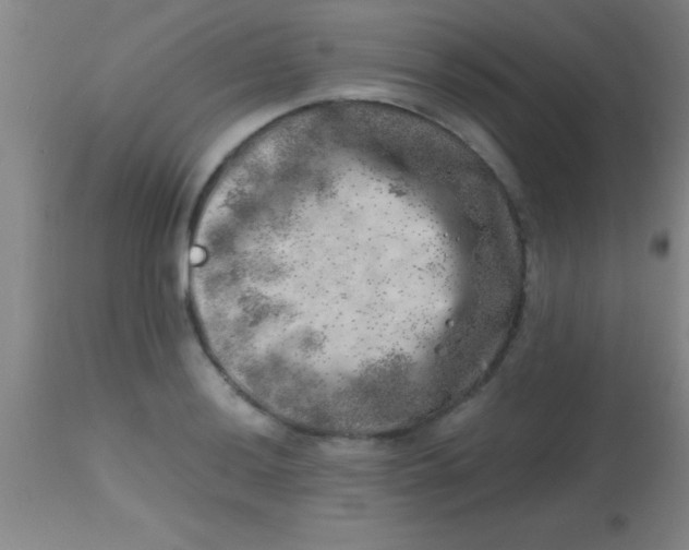X0000113861036200910151231
