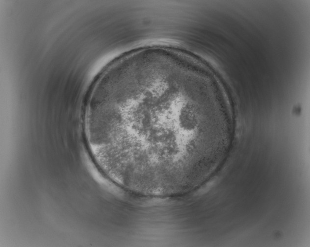 X0000113861038200910151231