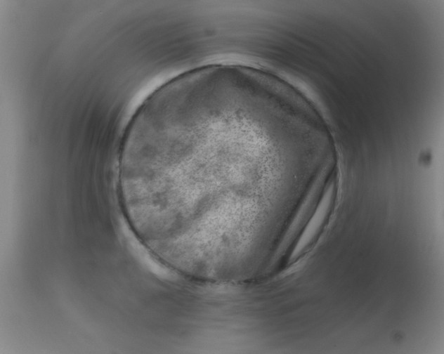 X0000113861040200910151231