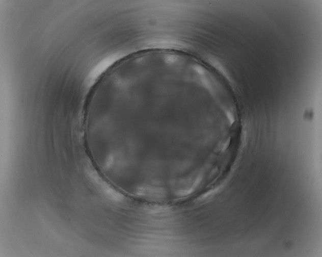 X0000113861071200910151231