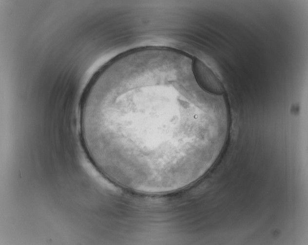 X0000113861080200910151231