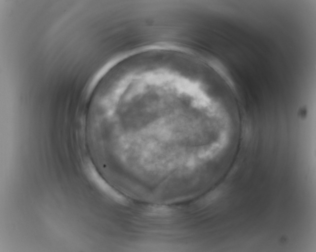 X0000113861100200910151230