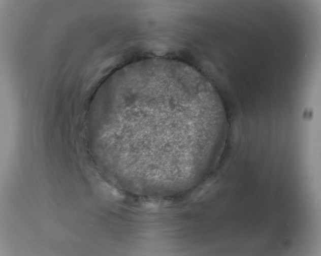 X0000113861105200910151229