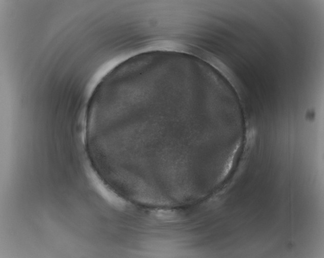 X0000113861128200910151230