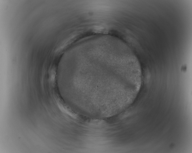 X0000113861154200910151229