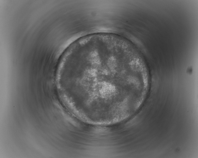 X0000113861170200910151229