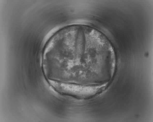 X0000113861180200910151229