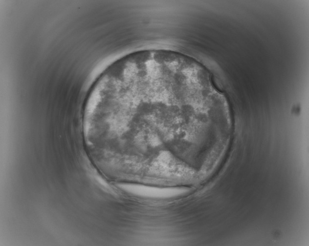 X0000113861184200910151229