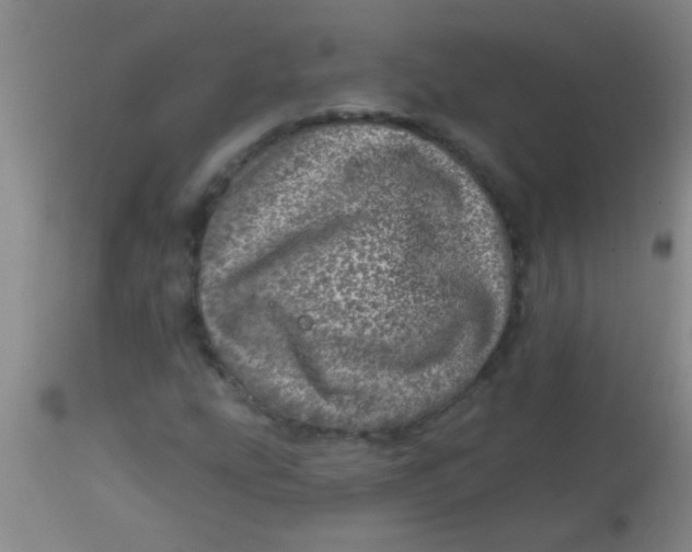 X0000113861207200910151228