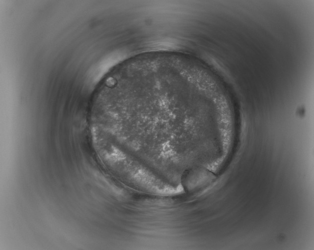 X0000113861210200910151228