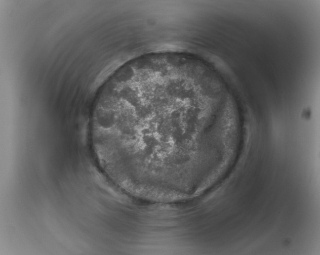 X0000113861217200910151228