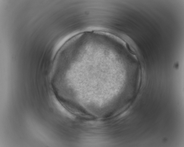 X0000113861244200910151228