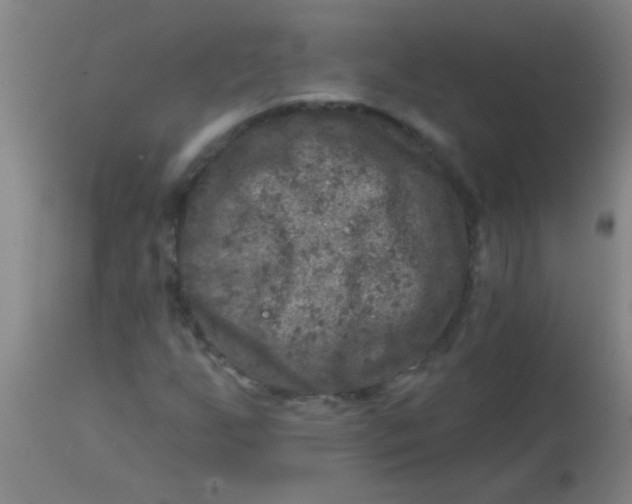 X0000113861255200910151227