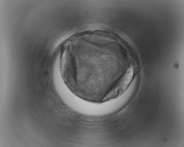 X0000113861261200910151227