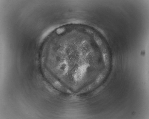 X0000113861263200910151227