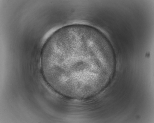 X0000113861271200910151227