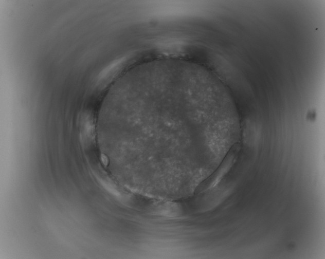 X0000113861298200910151226