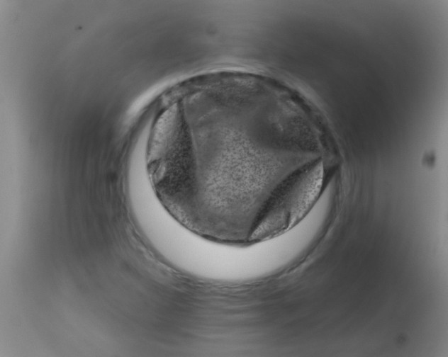 X0000113861310200910151226