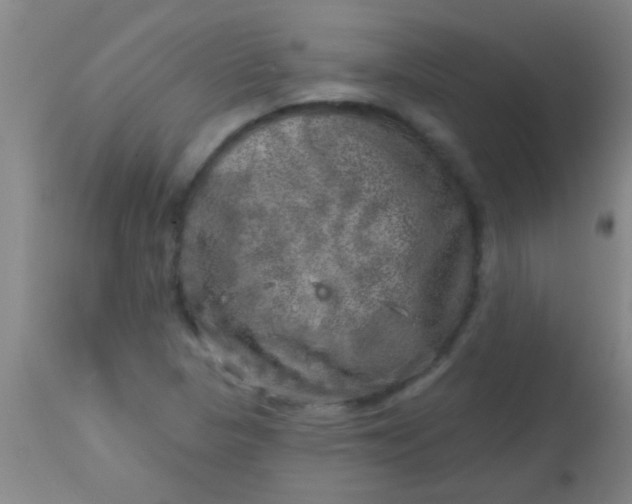 X0000113861313200910151226