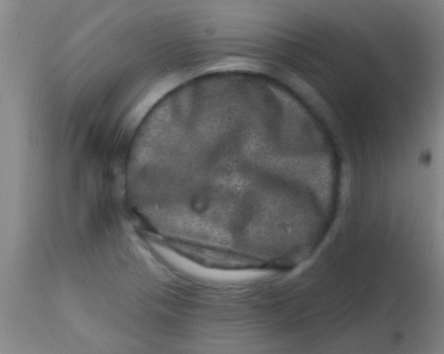 X0000113861321200910151227