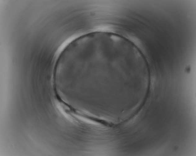 X0000113861331200910151227