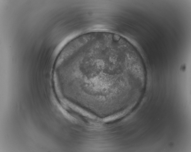 X0000113861333200910151227