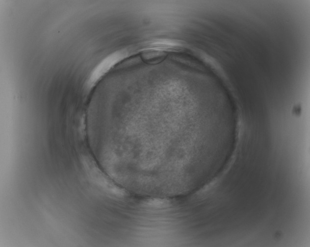 X0000113861362200910151226