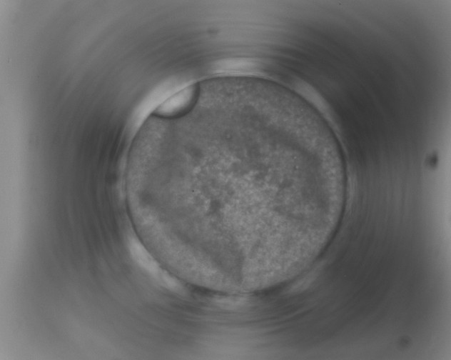 X0000113861386200910151226