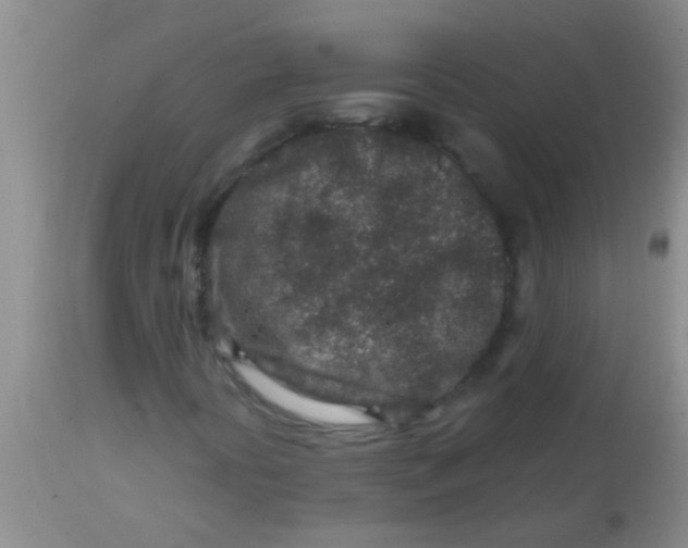 X0000113861394200910151225
