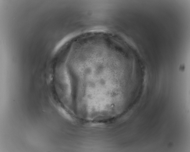 X0000113861400200910151225