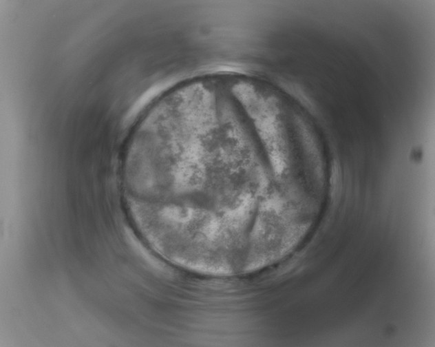 X0000113861404200910151225