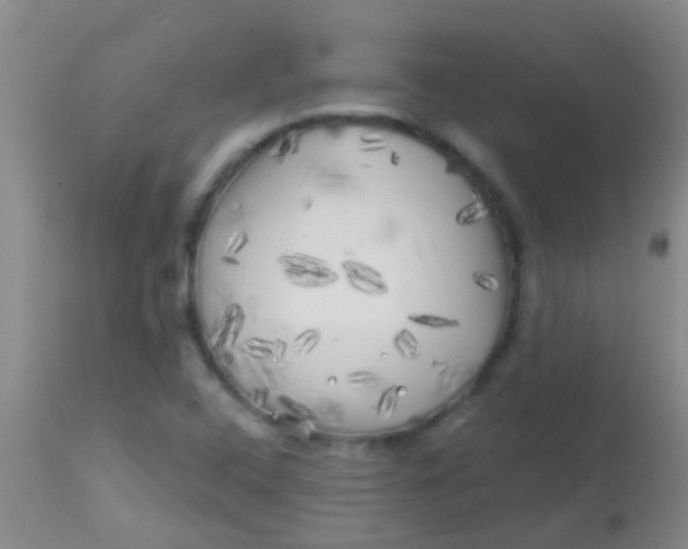 X0000113861408200910151225