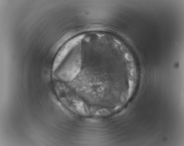 X0000113861409200910151225