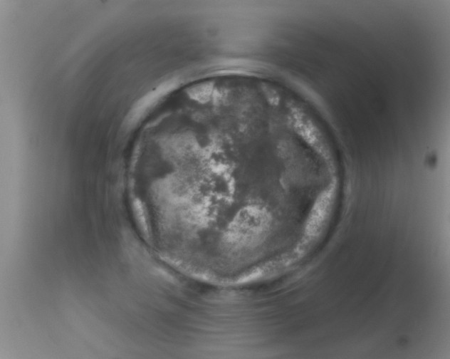 X0000113861411200910151225
