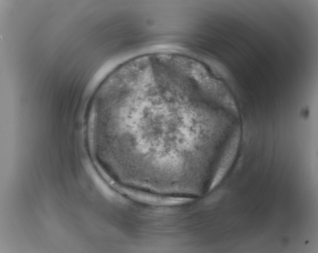 X0000113861430200910151225