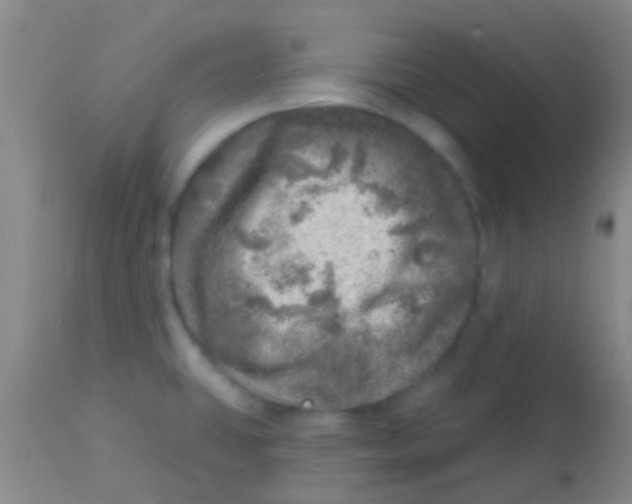 X0000113861431200910151225