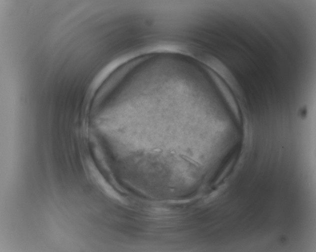X0000113861436200910151225