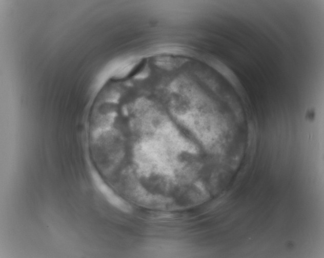 X0000113861439200910151225