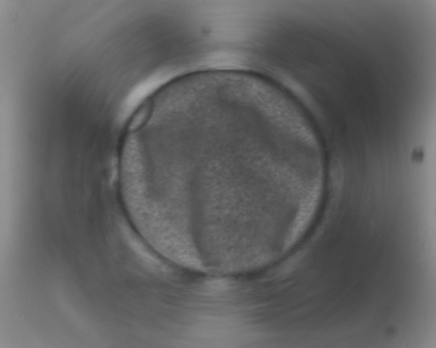 X0000113861461200910151224