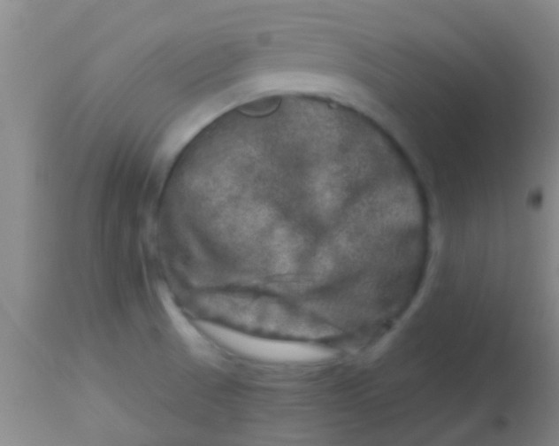 X0000113861521200910151224