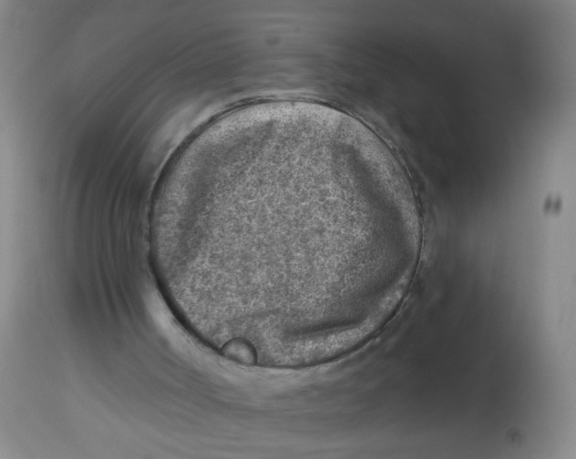 X0000113860002200910221451
